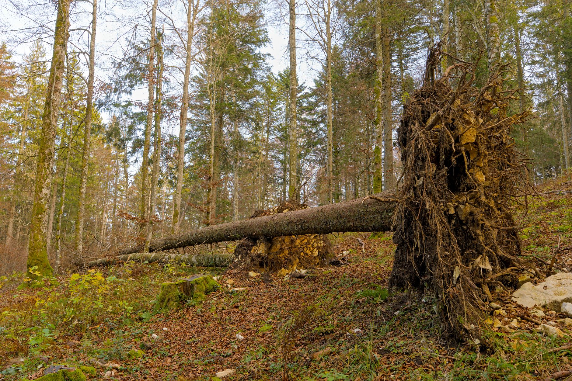 Enlèvement arbre urgence à Le Tampon